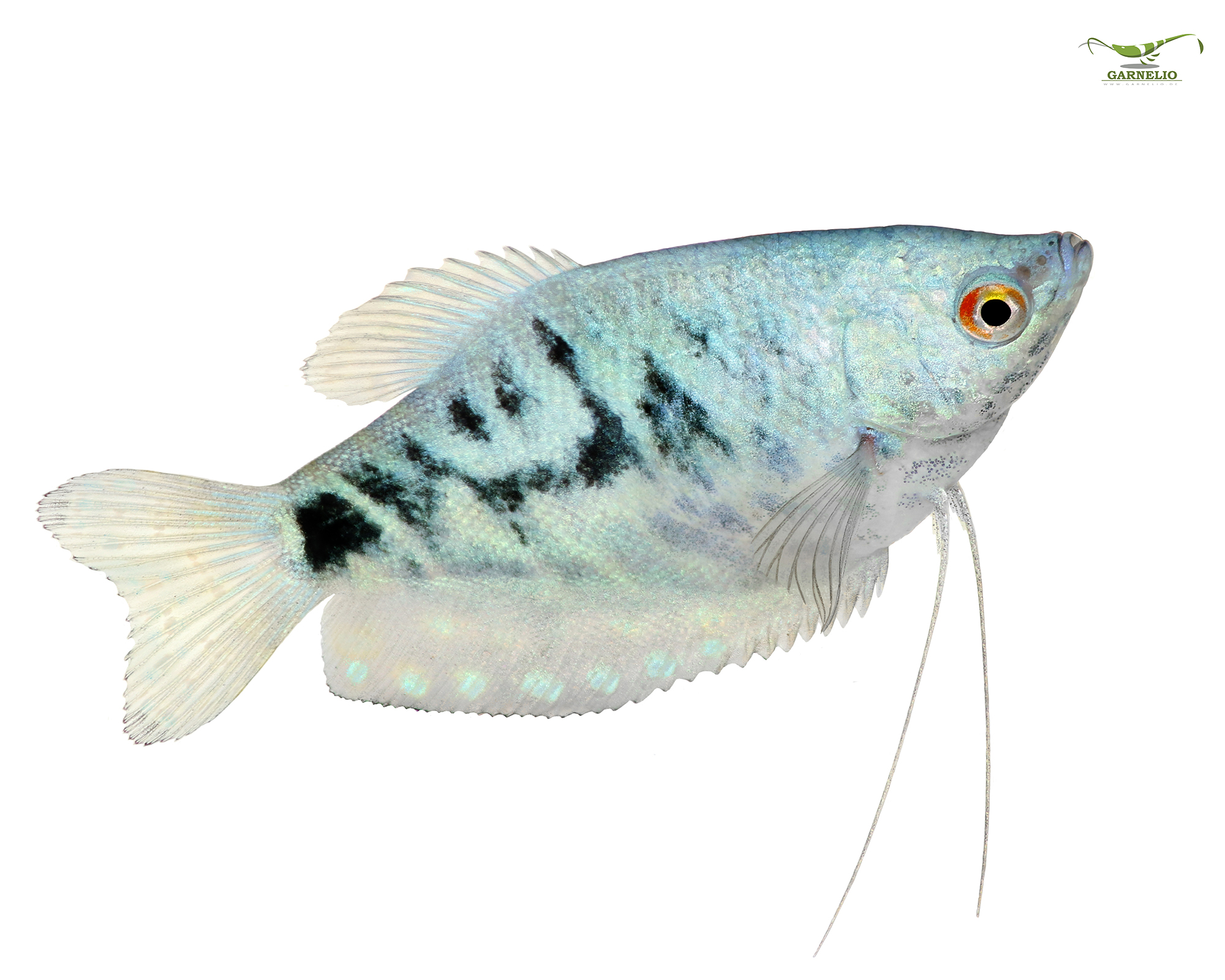 Blue Gourami (Trichogaster trichopterus) Care Guide